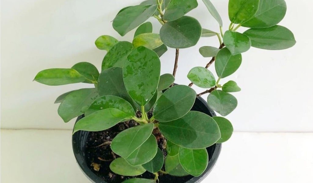 Ficus Microcarpa Plant
