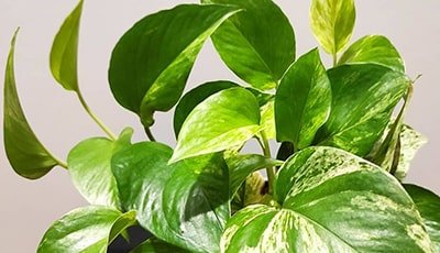 Golden Pothos