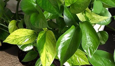 Jessenia Pothos