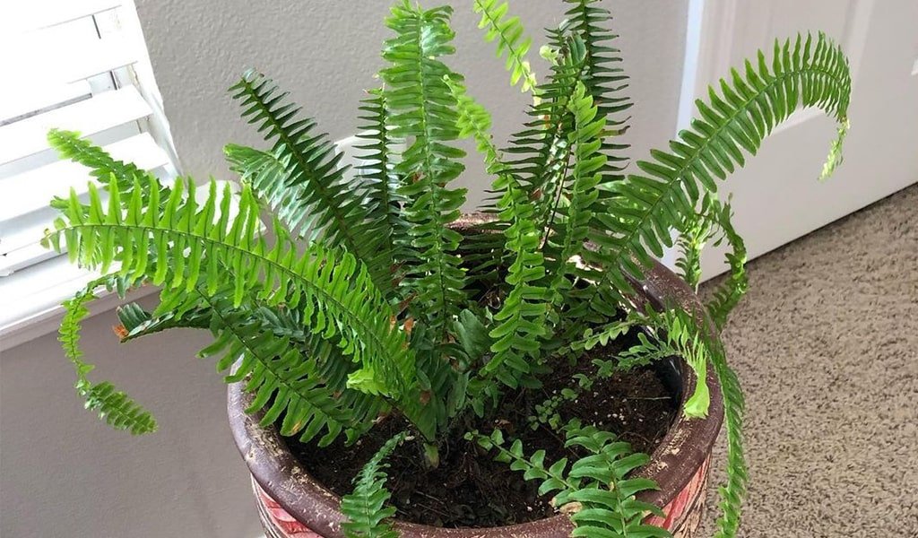 Kimberly Queen Fern Plant