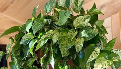 Marble Queen Pothos