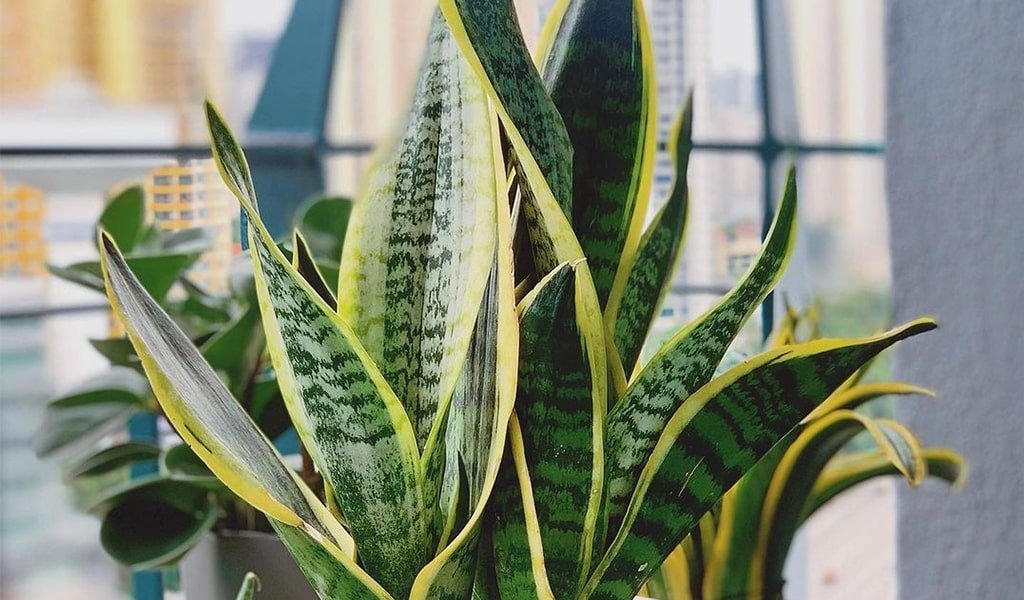 Mother-In-Law’s Tongue Plant