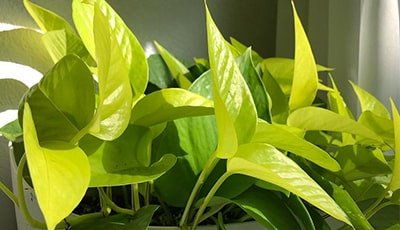 Neon Pothos