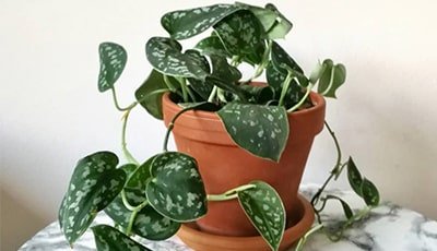 Silver Pothos