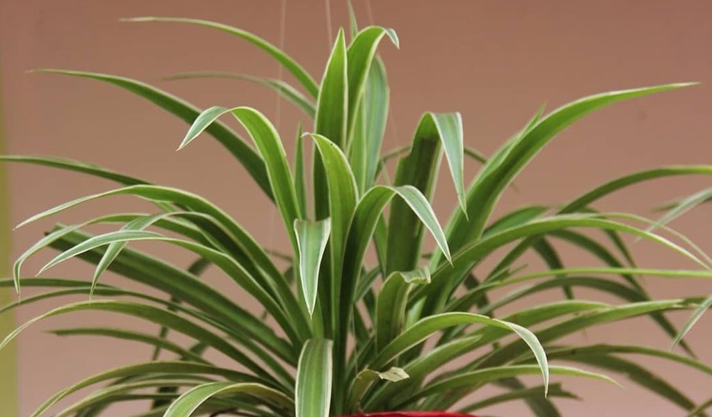 Indoor Spider Plant