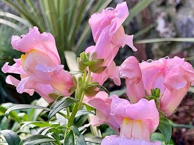 Antirrhinum