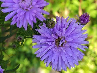 Aster