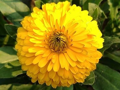 Calendula