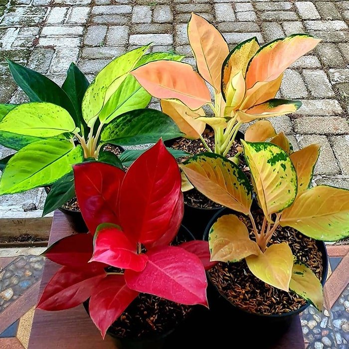 Chinese evergreen water plant