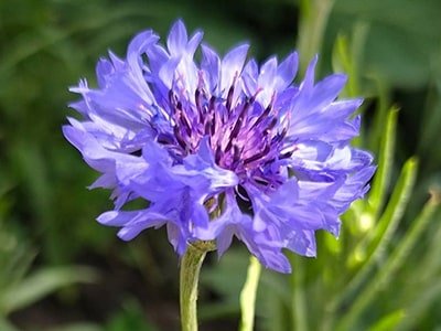 Cornflower