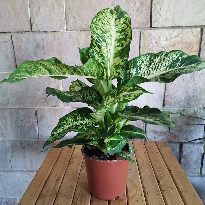 Dieffenbachia water plant