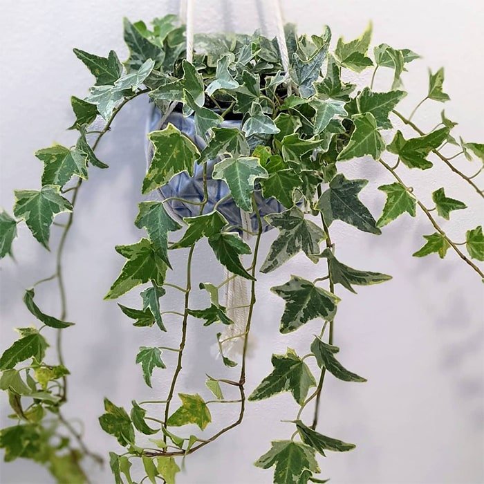 English ivy water plant