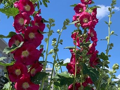 Hollyhock