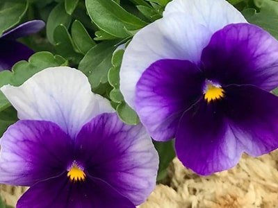 Pansy