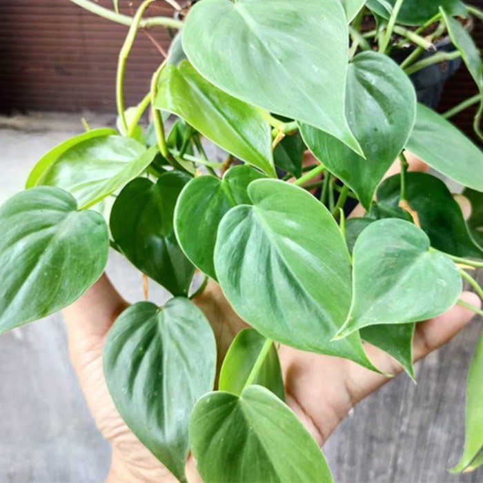 Philodendron water plant