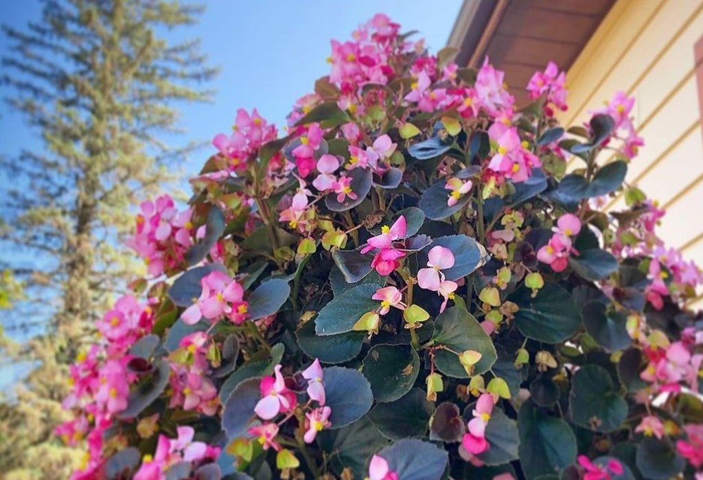 Pink Flowers Wax Begonia