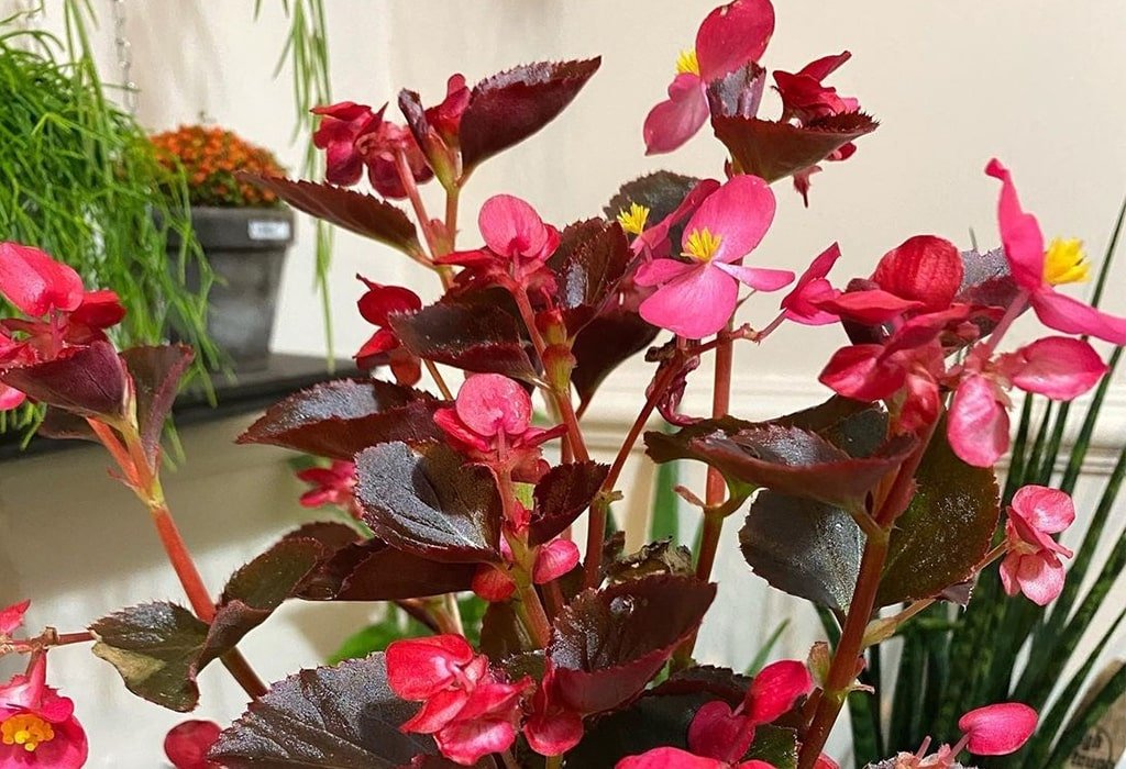 Red Flowers Wax Begonia