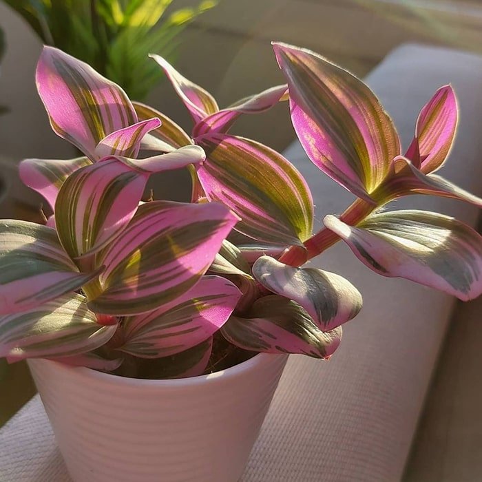 Plants That Grow in Water - 12 Wonderful Indoor Water Plants