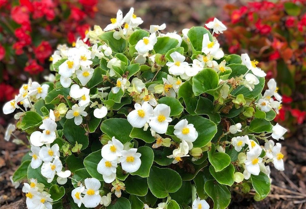 White Flowers Wax Begonia