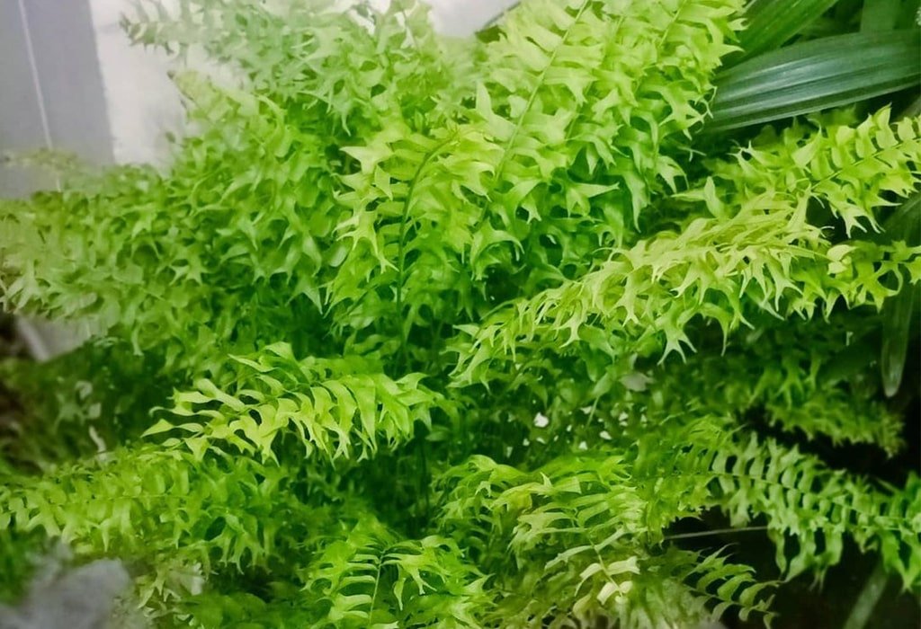 Ferns Vertical Plant