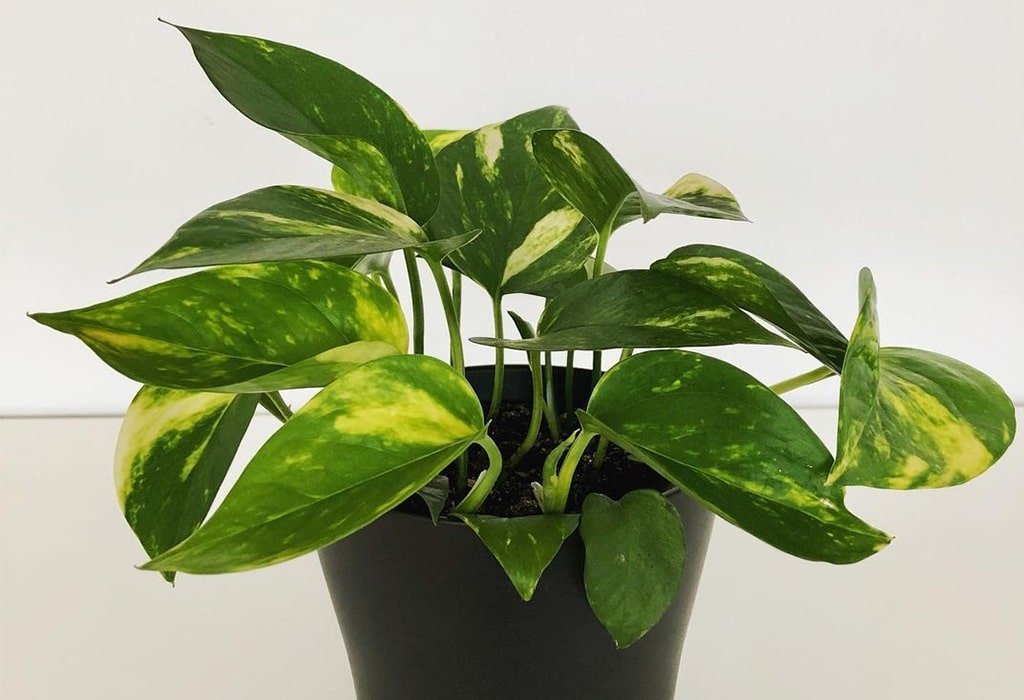 Golden Pothos Vertical Plant