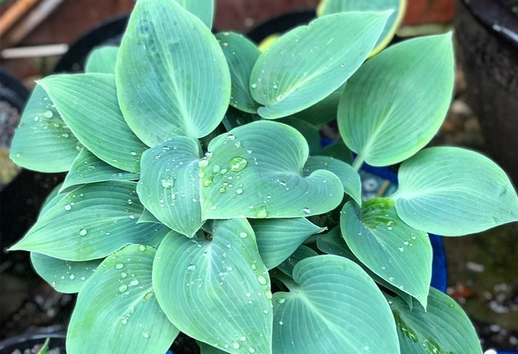 Hosta Vertical Plant