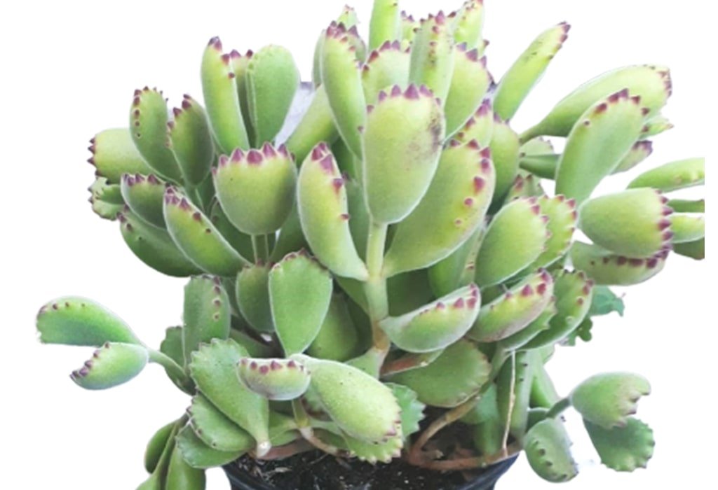 Succulents Vertical Plant