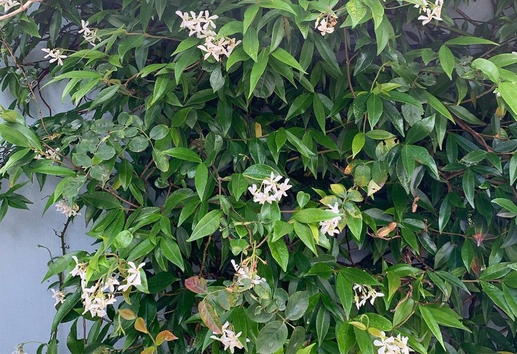 Wedding Vines Vertical Plant