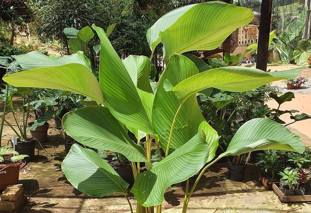 calathea plant leaves