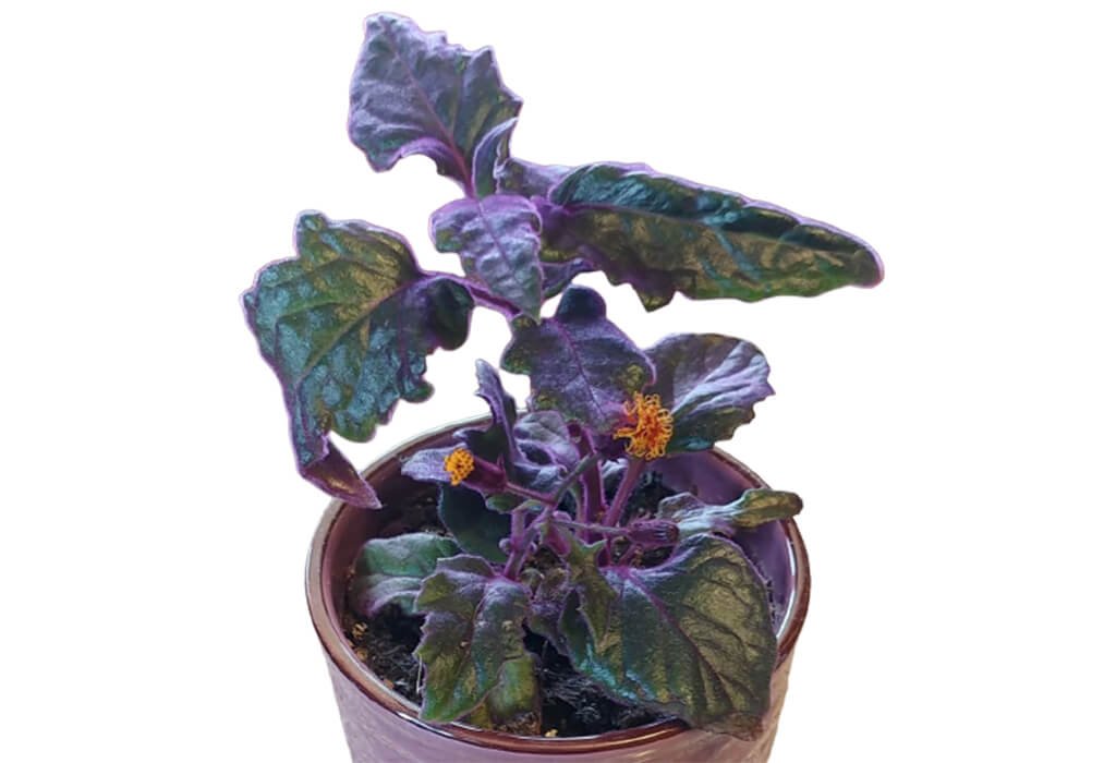 Propagate Purple Passion Plant