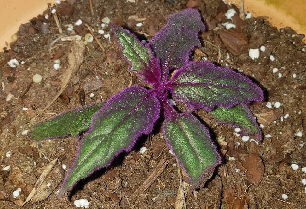 Growing Purple Passion Plant