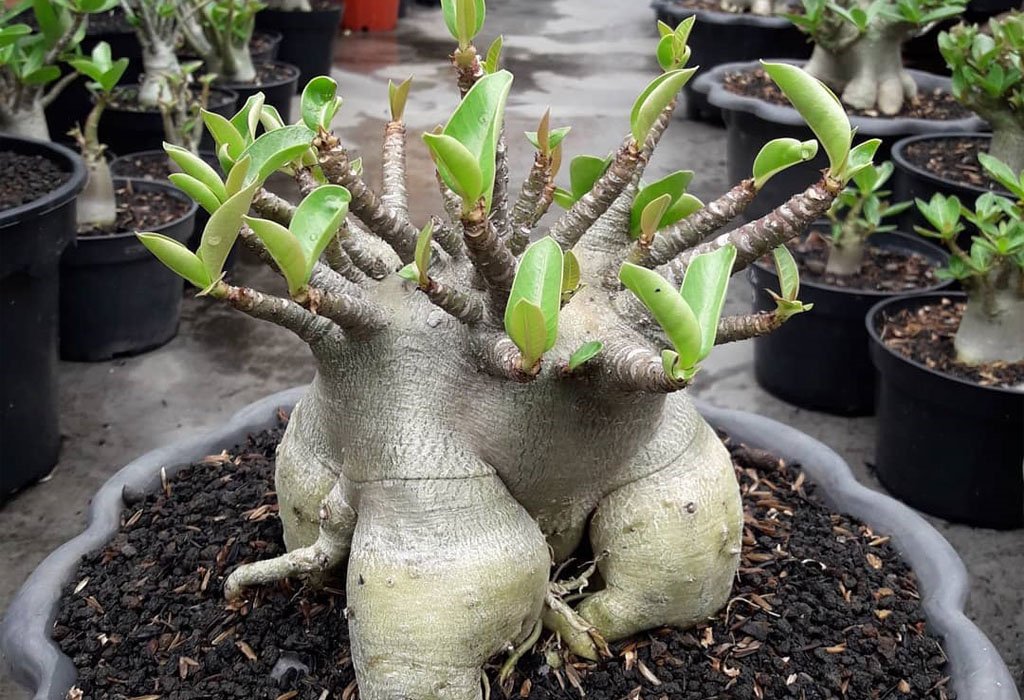 Adenium Obesum Desert Rose Grown in a 6 Pot 