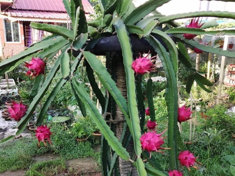 Dragon Fruit Tree Types, Care And Planting Guide