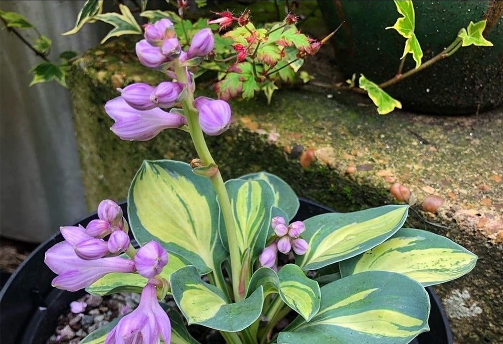 Hosta Plant - Shade Tolerant Plant for Your Home & Garden