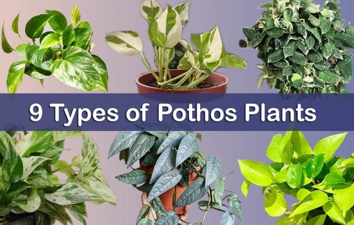 Pothos Plant Types