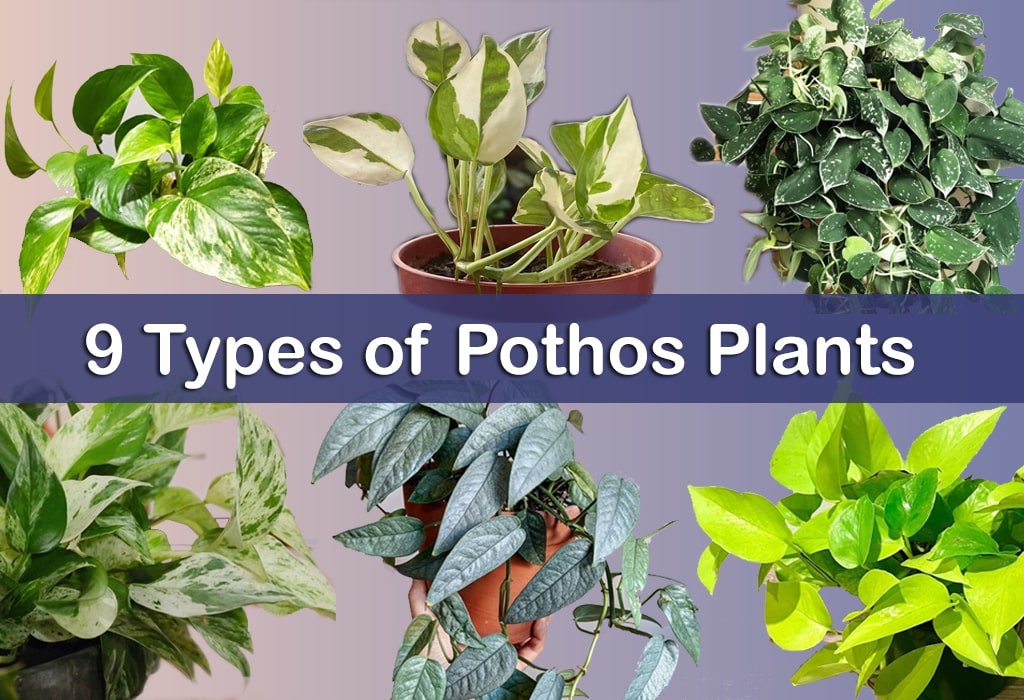 Pothos Plant Types: 9 Pothos for Your Home & Garden