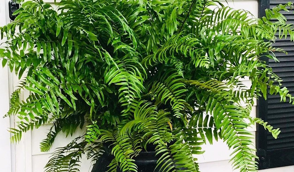 broad sword fern