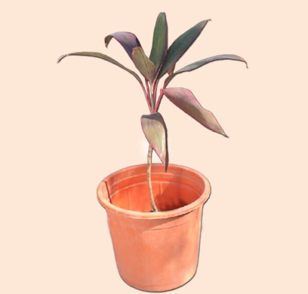 Broadleaf Palm Lily Pot