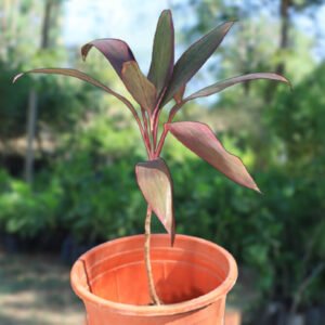 Buy Broadleaf palm lily plant in India from Econut Plants