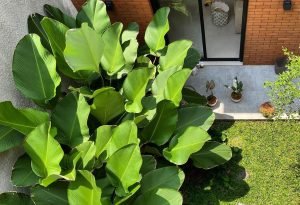 Calathea Lutea Plant - Guide To Grow & Care Prayer Plant