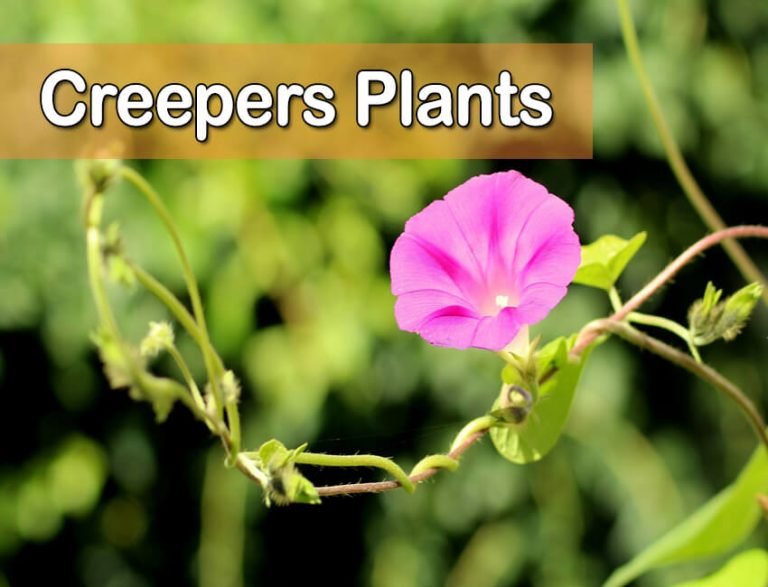 Get to Know the Creepers Plants and What Makes It Special