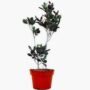 Croton Mammy Plant
