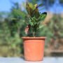 Petra Croton with Pot