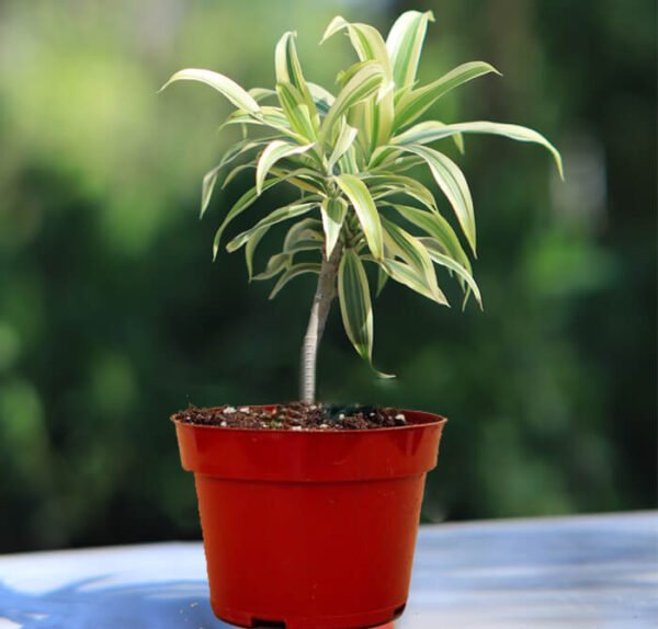Dracaena Starr Plant Pot