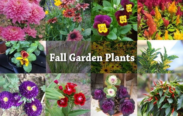 Fall Garden Plants