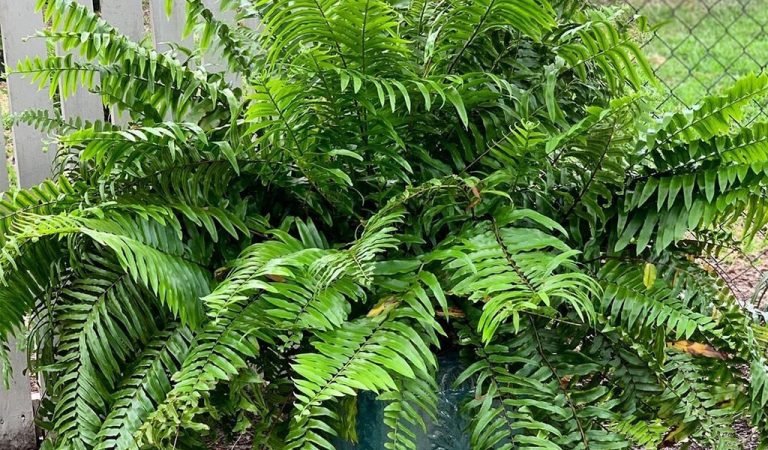 Macho Fern - A Plant for Novice Gardener