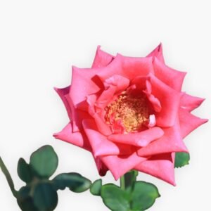 Kashmiri Pink Rose Plant