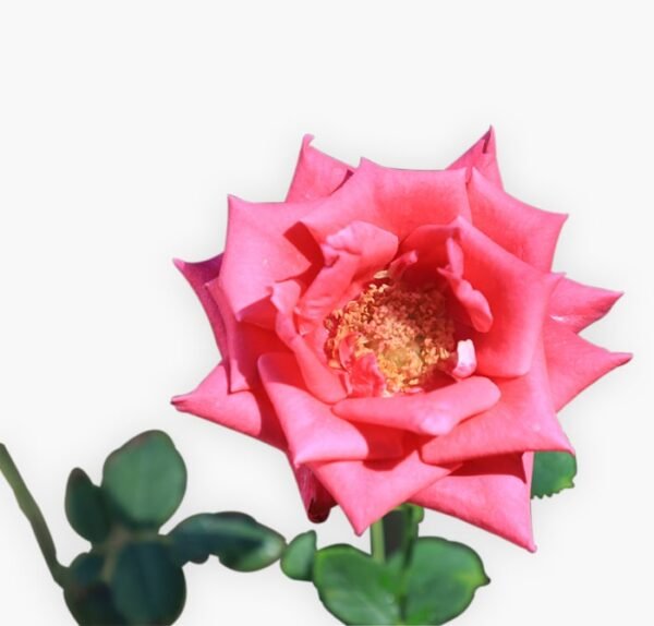 Kashmiri Pink Rose Plant