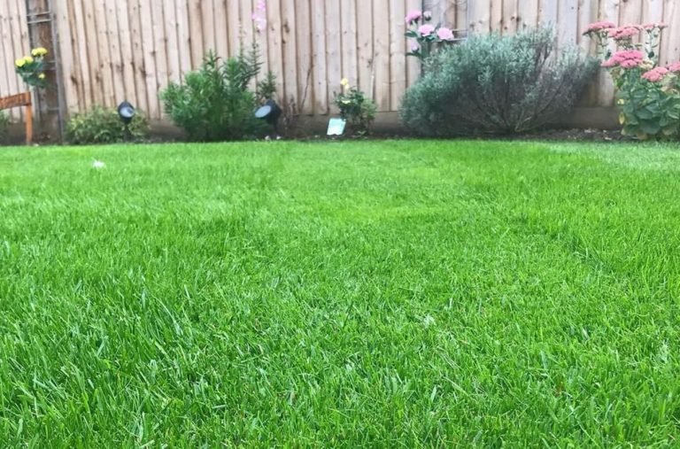 10 Types Of Lawn Grass And How To Care