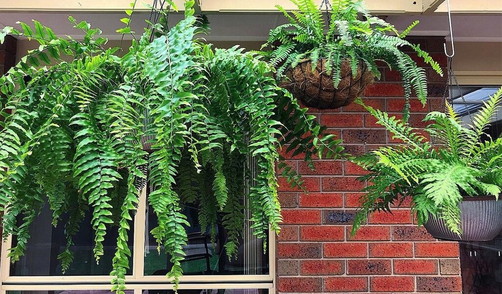 macho fern hanging pots